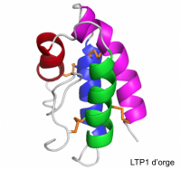 structure de LTP1 d'orge