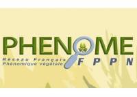 PHENOME logo