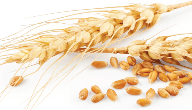 Diviser pour mieux caractériser : hydrolyse partielle d’une protéine de blé