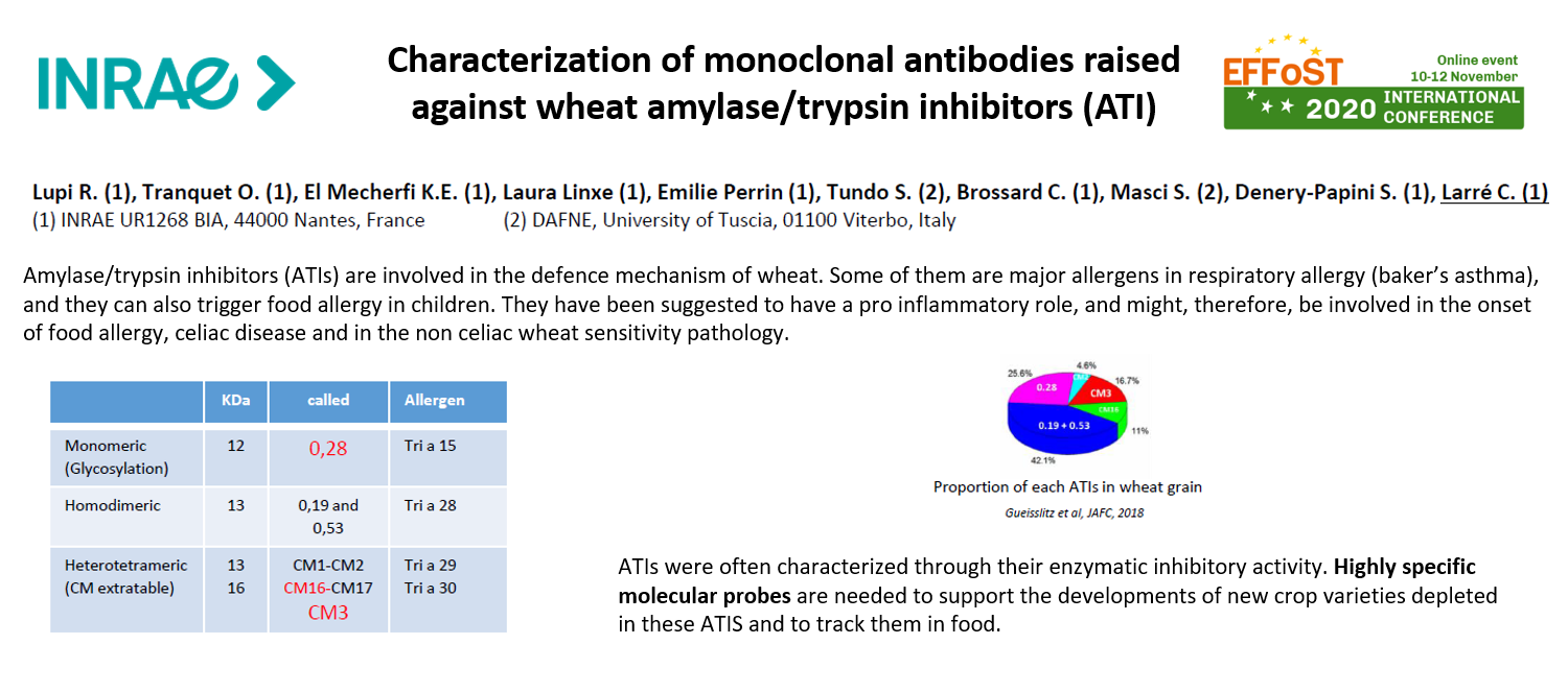 caractérisation d’anticorps monoclonaux dirigés contre les inhibiteurs de l’amylase/trypsine de blé